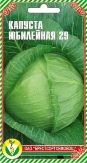 Сорт капусты юбилей