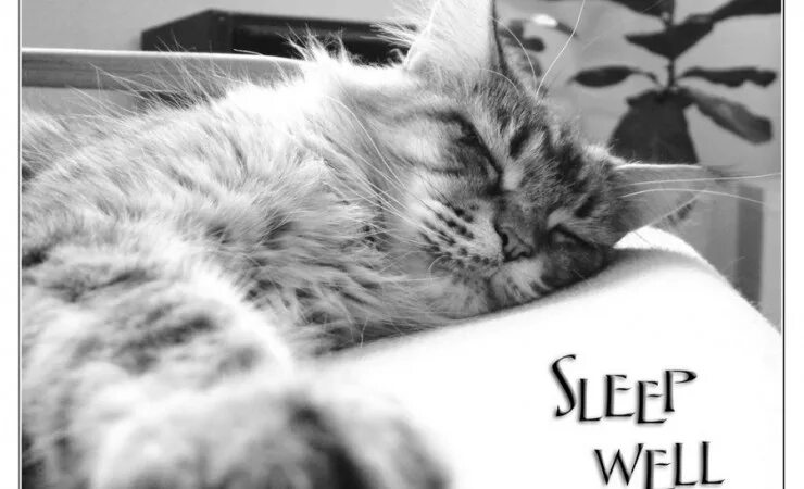 Sleep well 1 hour. Sleep well картинки. Sleep well gif. Sleep well. Sleep well pictures.