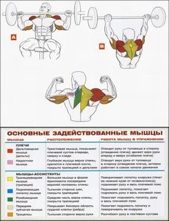 Упражнения на большие группы мышц