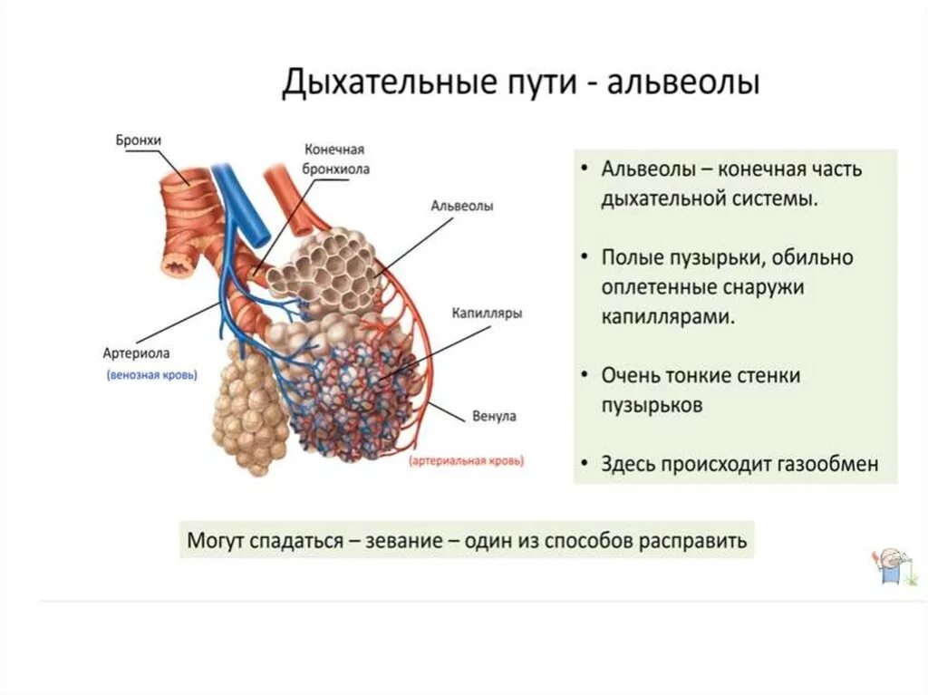 Воздух поступает в альвеолы. Строение легочной альвеолы. Строение дыхательной системы человека альвеолы. Альвеолы анатомия. Дыхательная система анатомия альвеолы.