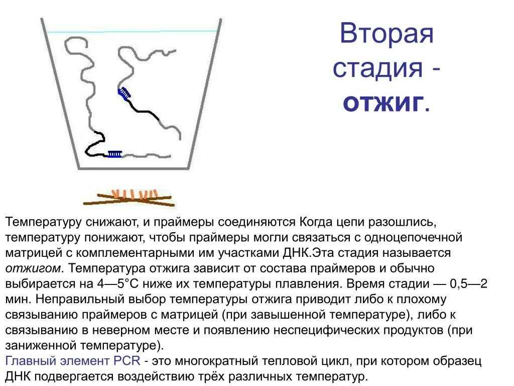 Температура второй фазы. Отжиг ПЦР. Этап отжига ПЦР. ПЦР денатурация отжиг элонгация. Отжиг праймеров ПЦР.