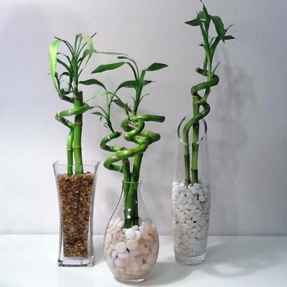 Бамбук домашний в воде. Бамбук драцена сандера. драцена сандера dracaena sanderiana. комнатный бамбук драцена сандера. драцена сандера бамбук счастья.