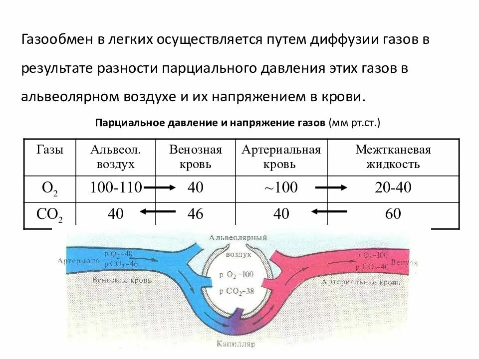 При диффузии газов в легких происходит. Обмен газов в легких и тканях физиология. Газообмен в легких физиология. Газообмен в легких парциальное давление. Газообмен крови в легких.