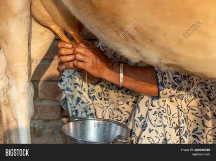 Download high-quality Woman milking cow by hand. 