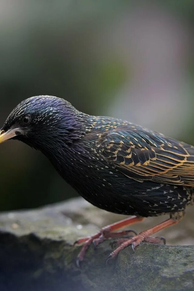 Stone birds. Скворец на Камне. Каменная птица.