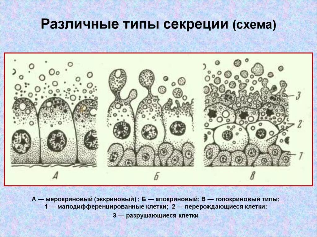 Секреторные б клетки. Голокриновый и апокриновый Тип секреции. Тип секреции апокриновых желез. Тип секреции желез апокриновый мерокриновый голокриновый. Мерокриновые апокриновые голокриновые железы гистология.