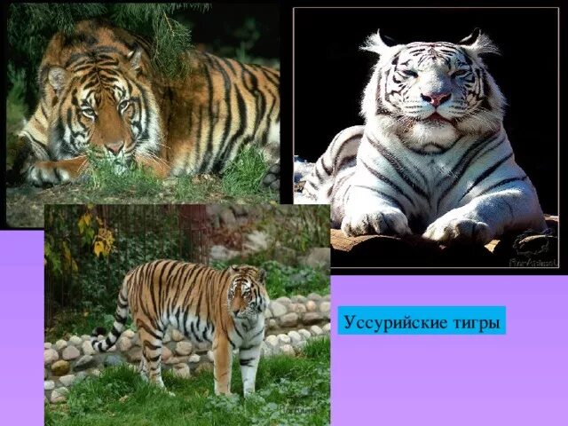 Уссурийский тигр презентация. Сообщение про Уссурийского тигра. Уссурийский тигр вес. Уссурийский тигр красная книга.