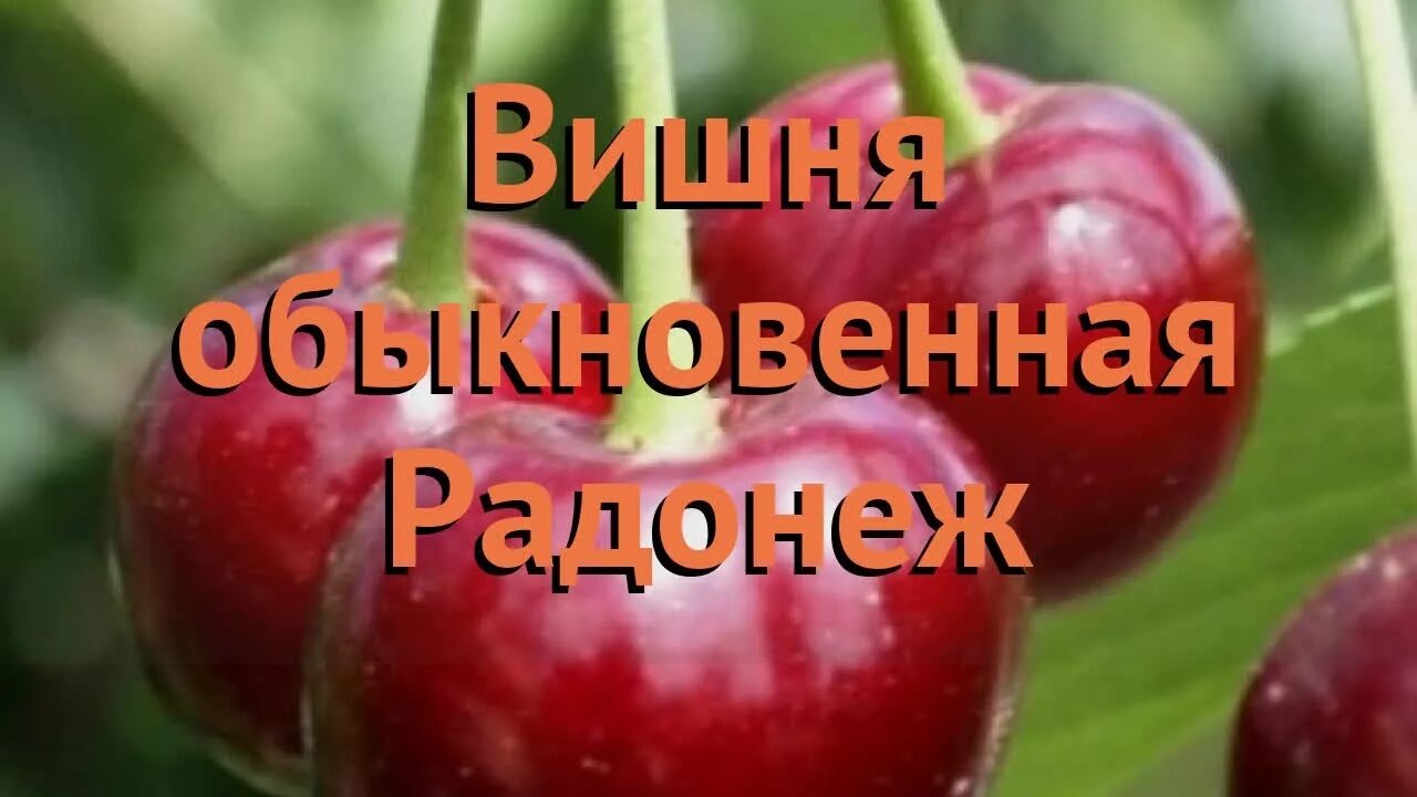 Вишня радонеж описание сорта. Вишня сорт радонеж. саженцы вишня радонеж. вишня обыкновенная радонеж.