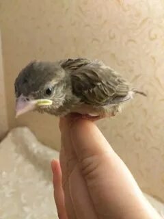 Птенец воробья чем кормить