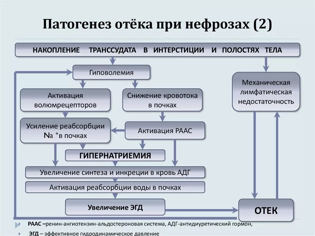 Схема патогенеза нефротического отека. Патогенез нефритических отеков. Механизм развития почечных отеков. Патогенез почечных отеков при нефрозе.