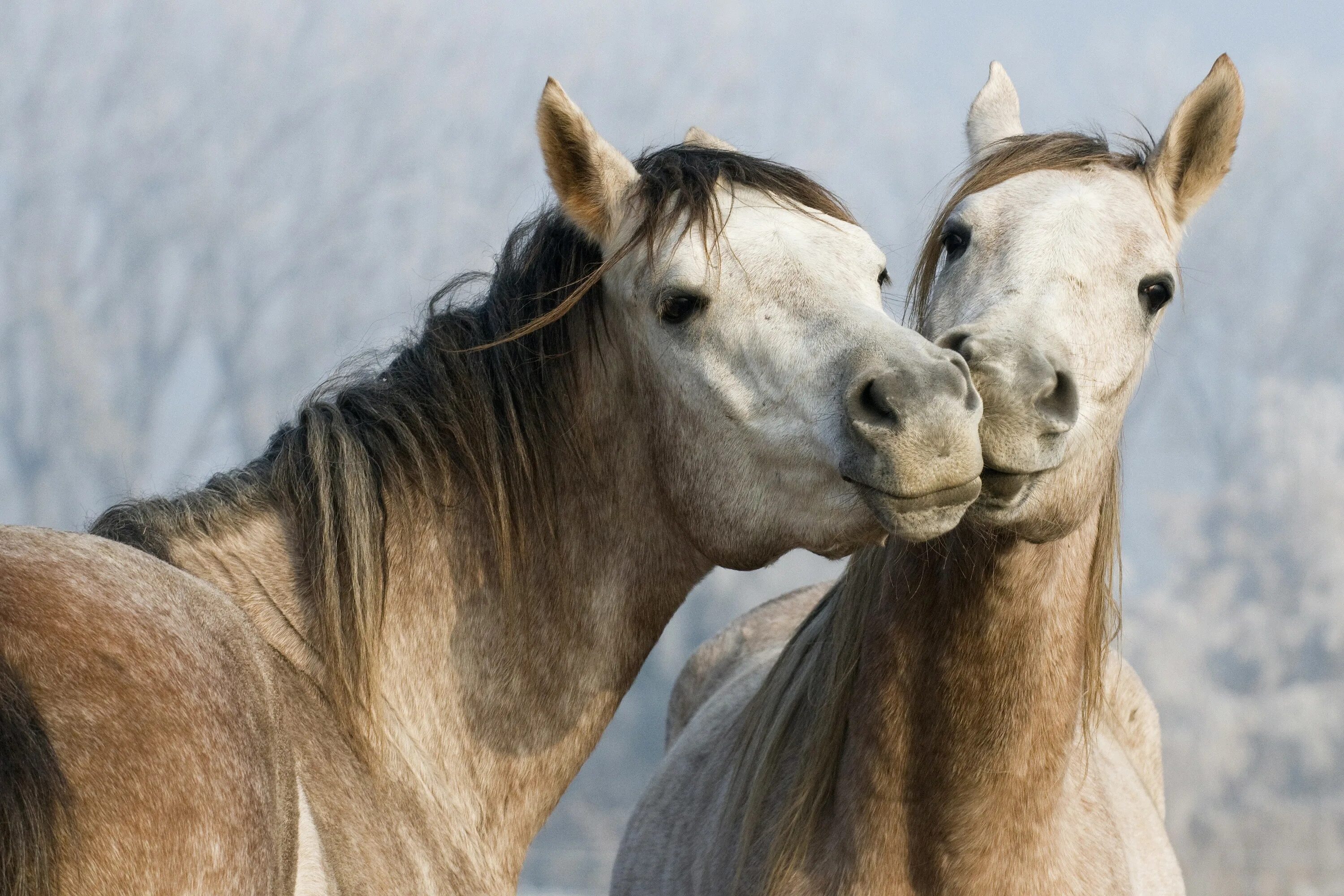 Two horse. Пара лошадей. Две лошади. Лошади любовь. Две лошади любовь.