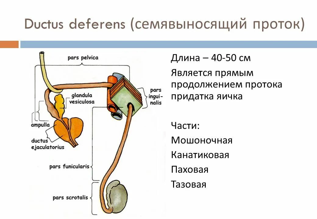 Строение члена. Семявыносящий проток анатомия строение. Семявыносящий проток (Ductus deferens). Семявыносящий проток обеспечивает перемещение. Мужская половая система анатомия строение яичек.