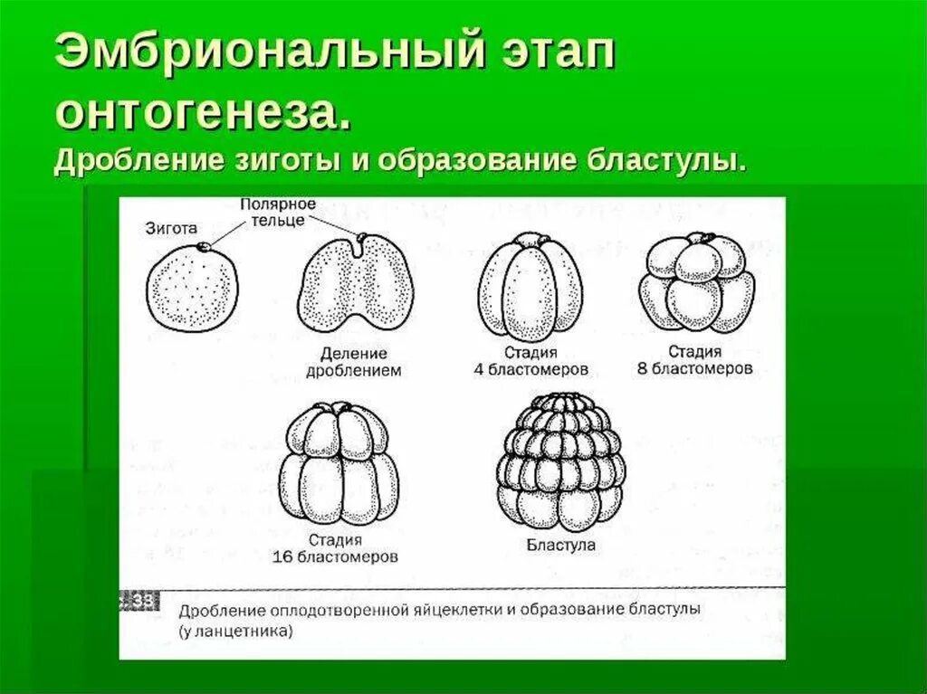 Начальные этапы онтогенеза