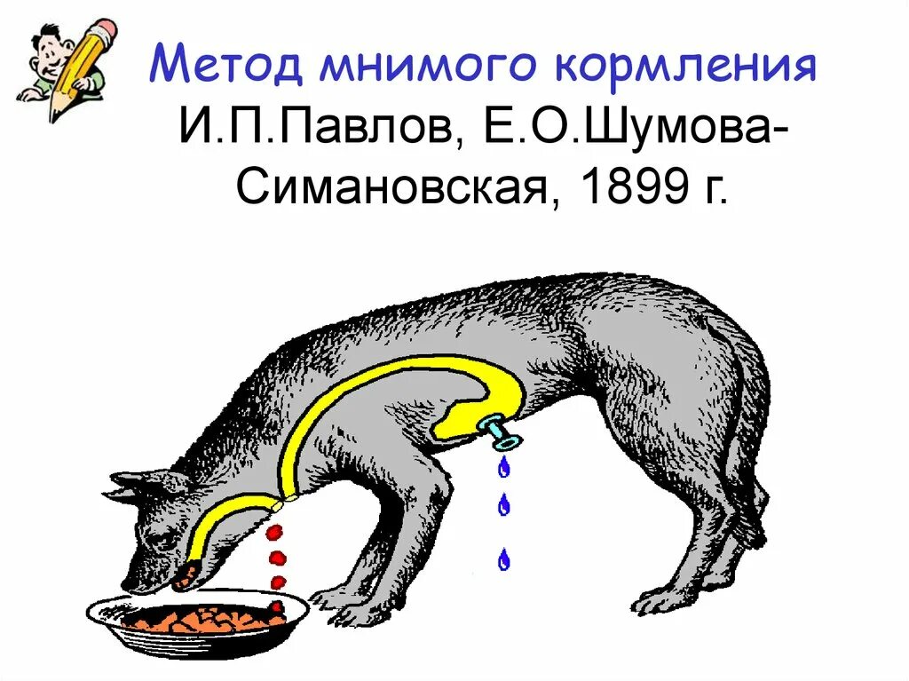 Опыты с мнимым кормлением и п Павлов. Опыт и.п. Павлова мнимого кормления. Мнимое кормление. Опыт мнимое кормление. Павлова е п