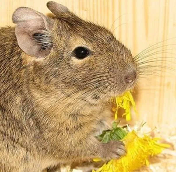 Катаракта у дегу. Белки дегу. Дегу в дикой природе. Белка дегу. Дегу одуванчик.