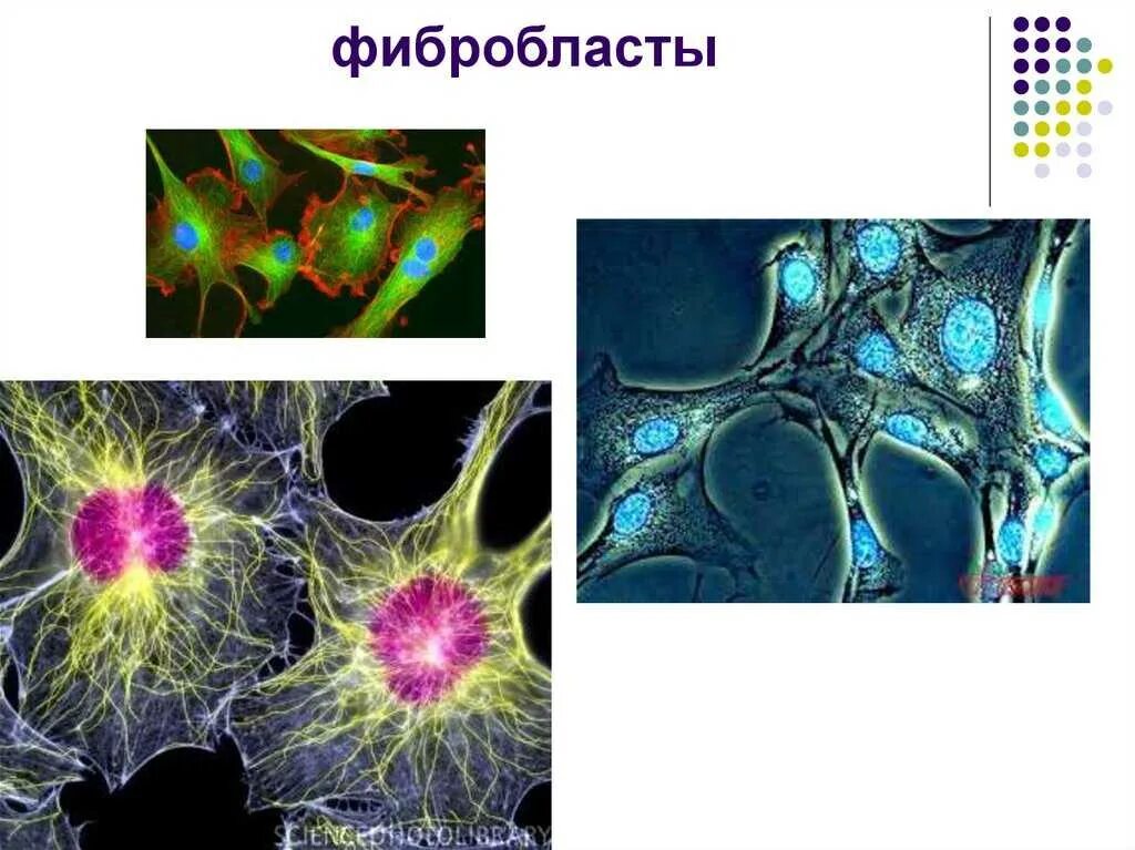Фибробласты строение. Фибробласты строение. Фибробласты гистология морфология. Фибробласт функции гистология. Фибробласты строение.