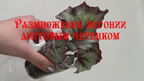 Черенки бегонии как укоренить осенью