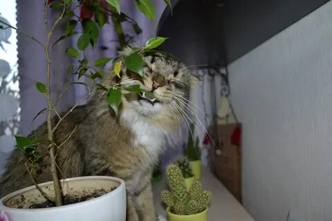 Фикус для кошек