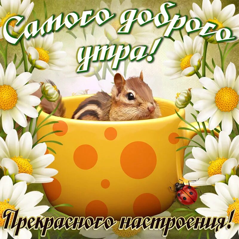 Самого доброго утра картинки. Дорого утра и хорошего настроения. Доброго утра и хорошеготнастроения. Открытки доброе утро. Доброе утро хорошего настроения.