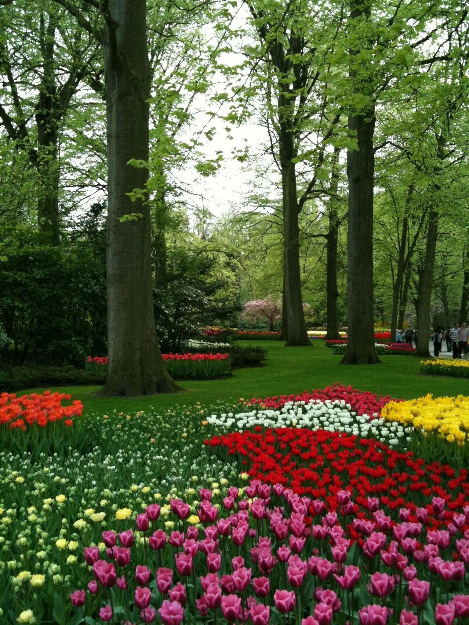 Flowers in the park. Парк кейкенхоф в г. Сады бутчартов розарий. Кёкенхоф тюльпаны. Парк кёкенхоф голландия.