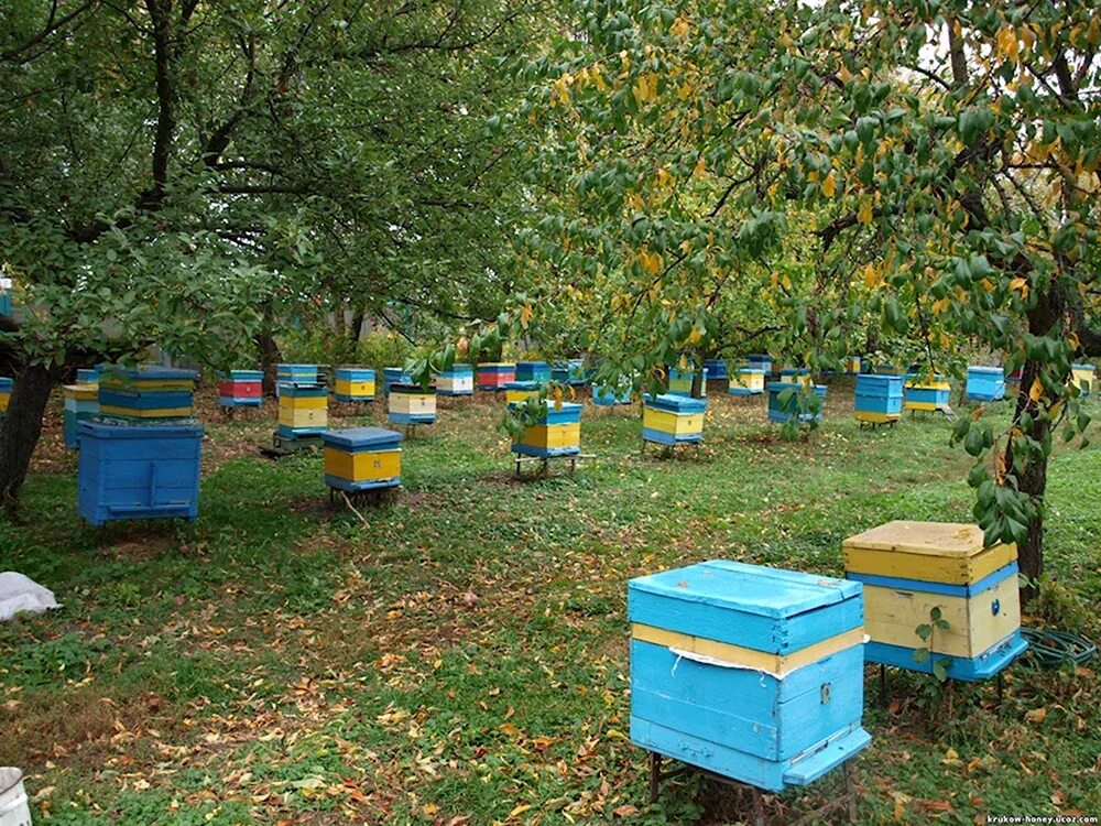 Ленинградская пасека. Пасека 13 чемал. Пасека тимирязевской академии. Крымская пчела. Пасека в горах.
