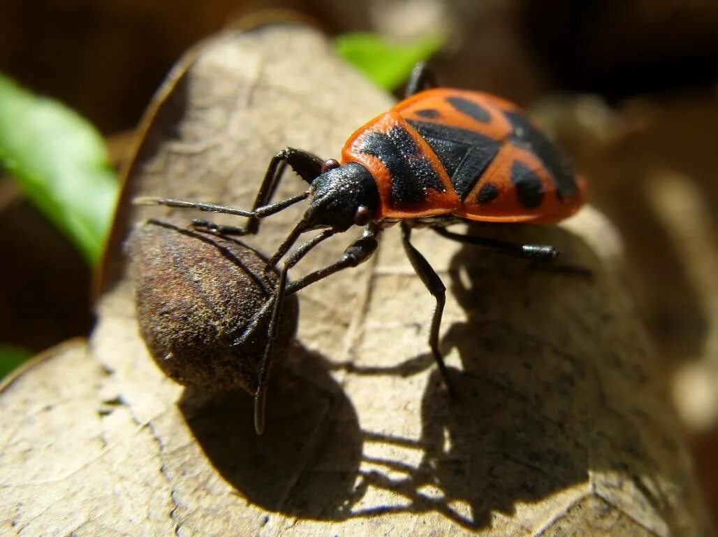 Жук пожарник клоп солдатик. Красноклоп бескрылый ( клоп-солдатик) (pyrrhocoris apterus). Жук клоп солдатик. Клоп-солдатик – pyrrhocoris apterus. Клоп-солдатик – pyrrhocoris apterus.