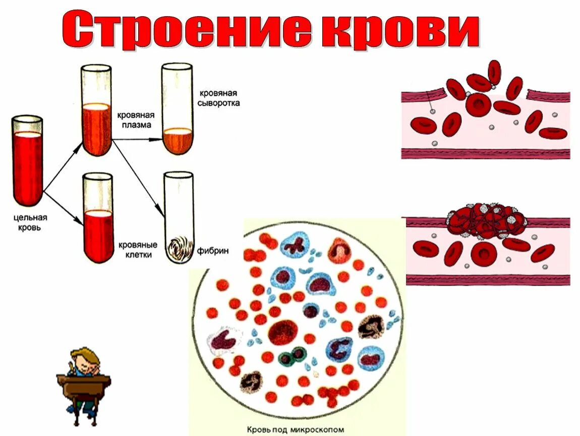 Кровь строение рисунок. Кровь человека строение крови. Кровь анатомия строение. Строение клетки крови человека. Название крови у человека.