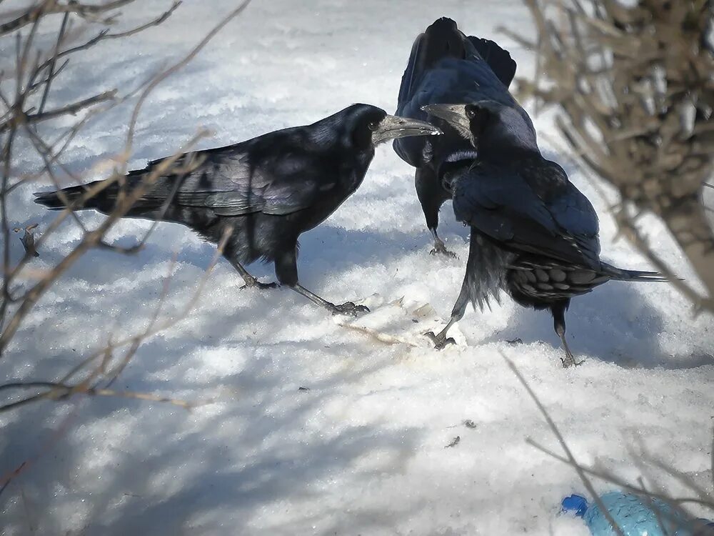 по черным проталинам важно ходят грачи. дальневосточный грач. по черным проталинам важно ходят грачи. какие птицы прилетают весной. по черным проталинам важно ходят грачи.