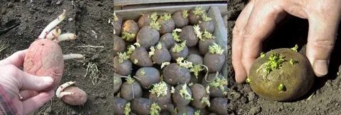 Ростки картошки при посадке