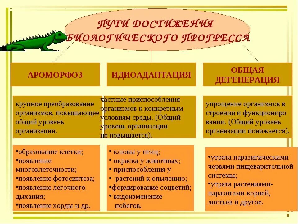 Ароморфоз и адаптация. Примеры ароморфоза идиоадаптации и дегенерации таблица. основные направления эволюции ароморфоз идиоадаптация дегенерация. направления эволюции ароморфоз идиоадаптация дегенерация. ароморфоз идиоадаптация общая дегенерация таблица.