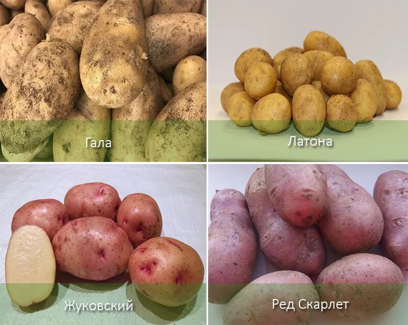 Сорта картофеля фото с названиями и описанием