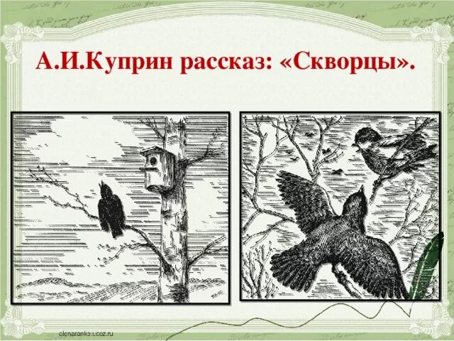 Рассказ куприна скворцы кратко. Иллюстрация к рассказу Куприна скворцы. Куприн скворцы. Рисунок к произведению скворцы Куприн.