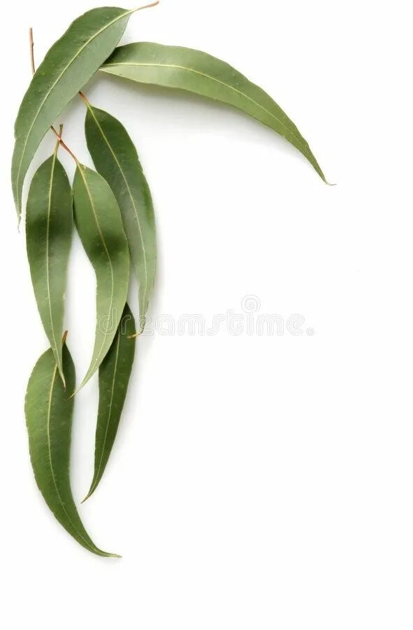 Gum leaves. Эвкалипт прутовидный гф. Веточка эвкалипта. Эвкалипт иволистный ветка. Gum leaves.