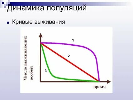 Какие есть кривые