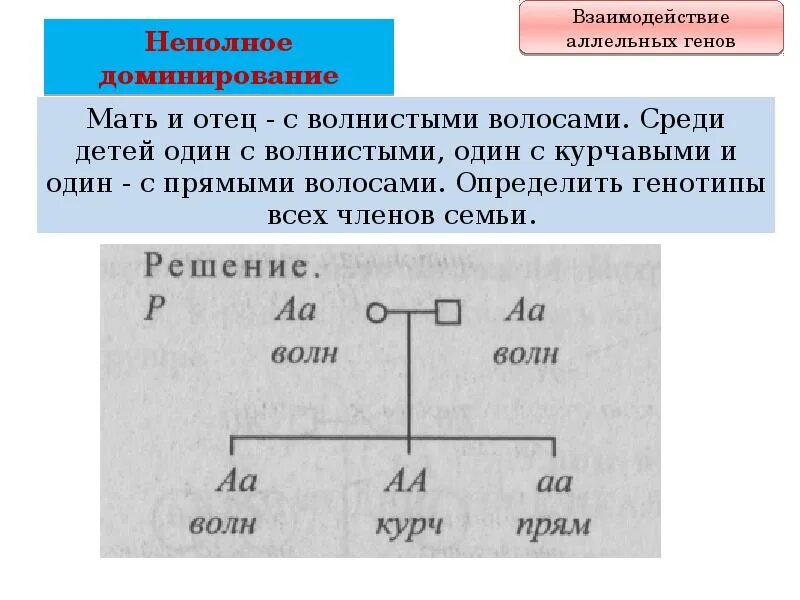 Задачи на неполное доминирование с решением. Как решать задачи на неполное доминирование. Задачи на полное доминирование с решением. Задачи на неполное доминирование 10 класс. Курчавые волосы доминантный признак