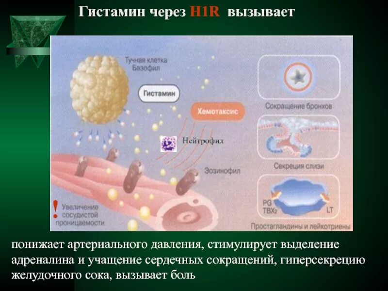 Повышенный гистамин. Гистамин. Гистамин роль в организме. Влияние гистамина. Эффекты гистамина в организме.