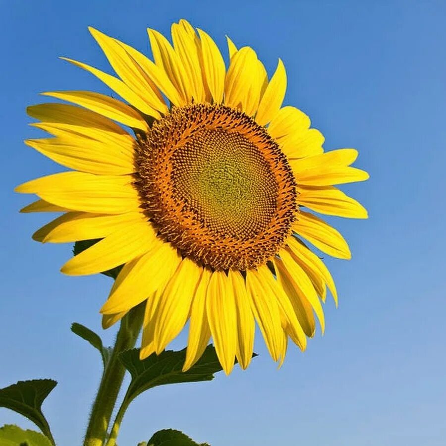 Sun flower отзывы. Sunflower. Sunflower песня. Արևածաղիկներ. Sunflower перевод.