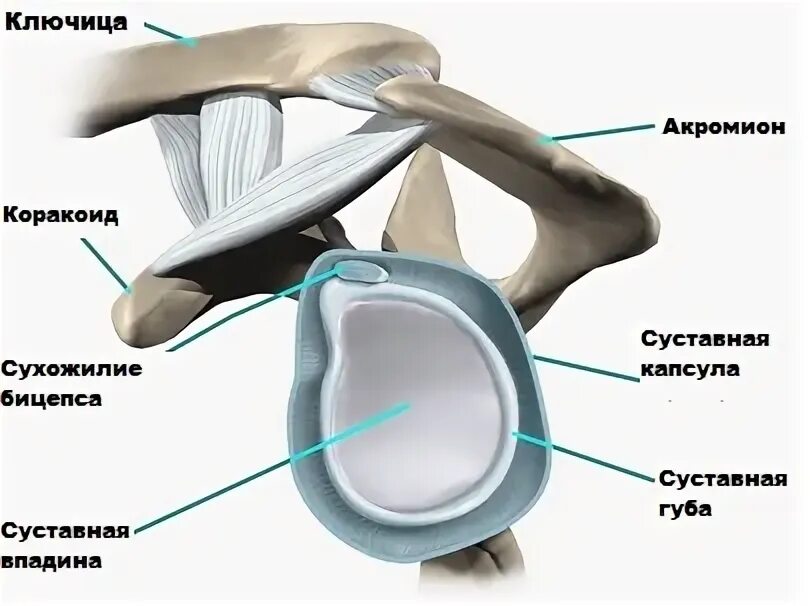 Плечевая губа суставная разрыв. Губа гленоида плечевого сустава анатомия. Хрящевая губа плечевого сустава анатомия. Хрящевая губа гленоида. Плечевой сустав составная губка.