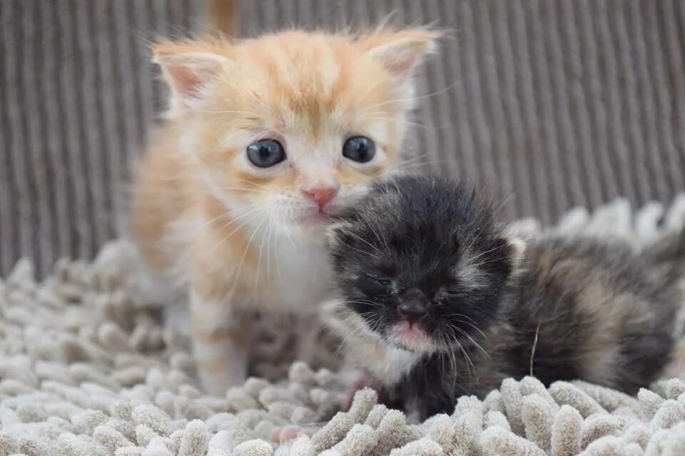 Котята совсем. Маленький котенок. Малюсенькие котята. Очень маленькие котята. Крошечный котенок.