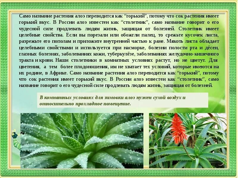 Родина столетника комнатного растения. Алоэ описание растения. Куприн столетник текст