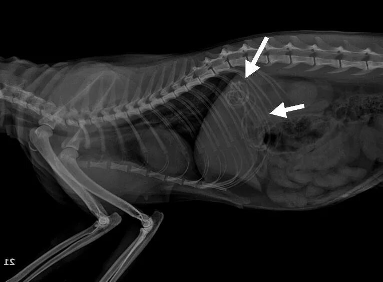 Кости в желудке собаки рентген. Рентген кишечника собаки.
