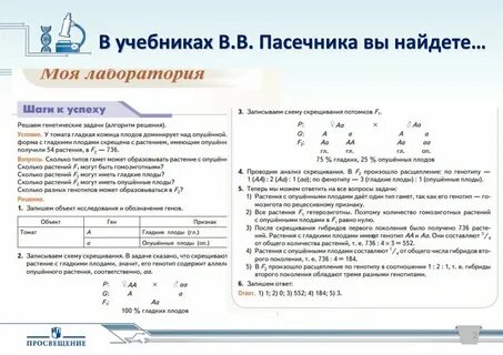 При скрещивании растений томата с плодами опушенными