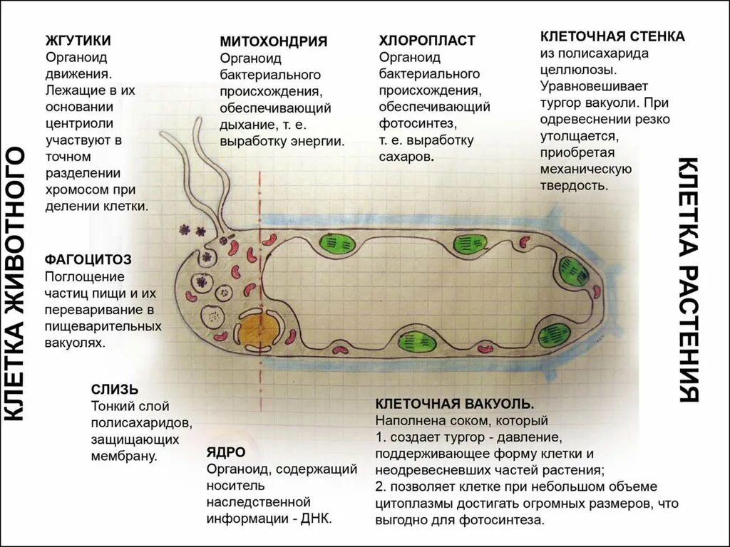 Клетка растения таблица. Органоиды клетки схема строения. Функции органоидов растительной клетки 5 класс. Схема органелл растительной клетки строение. Строение и функции растительной клетки 5 класс биология.