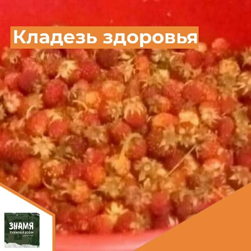 кладовая здоровья. семена сельдерей здоровье. кладезь здоровья. кладезь здоровья. свиридонов здоровья кладезь природа.