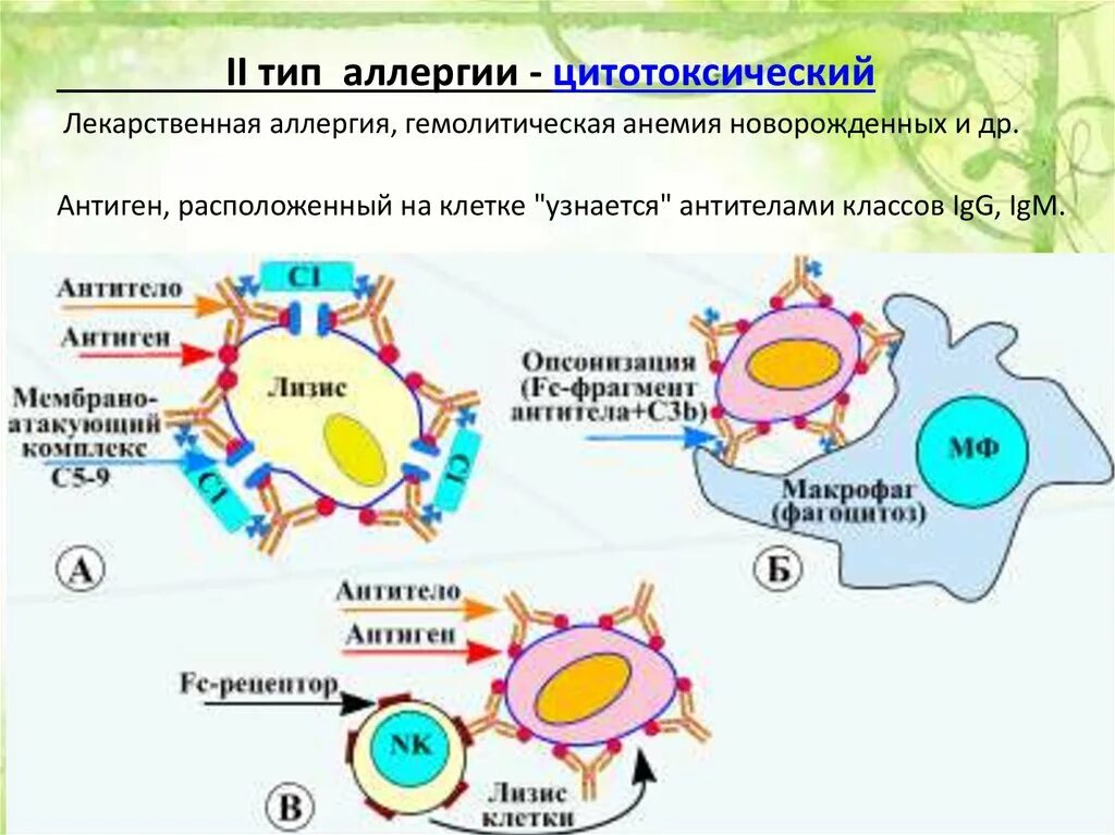 Иммунные антитела 1 4. Реакции гиперчувствительности иммунология. Схема аллергической реакции 2 типа иммунология. Иммунокомплексный Тип аллергической реакции. Схема аллергической реакции 4 типа иммунология.