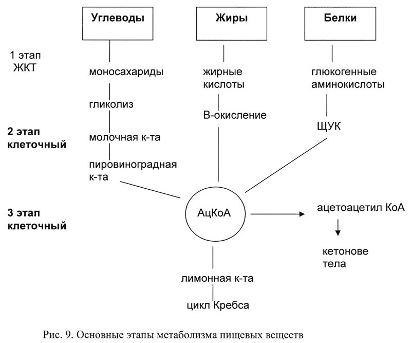 Белковый жировой и углеводный обмен. Схема обмена углеводов по биологии 8 класс. Схема превращения основных пищевых веществ. Обмен веществ схема белки жиры углеводы. Схема обмена веществ белков жиров и углеводов.