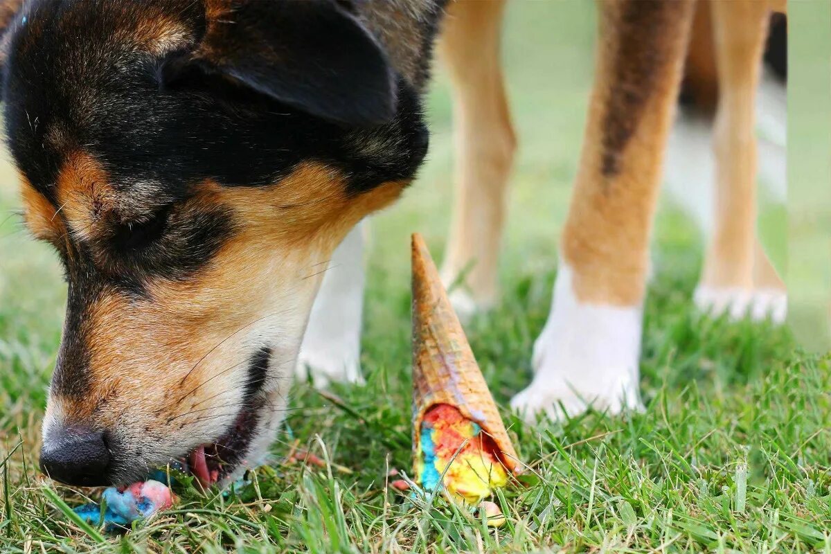 Как отучить щенка писать где. Как отучить собаку писать на кровать. Как собаку отучить гадить в доме?. Как отучить собаку гадить в квартире. Как отучить собаку гадить.