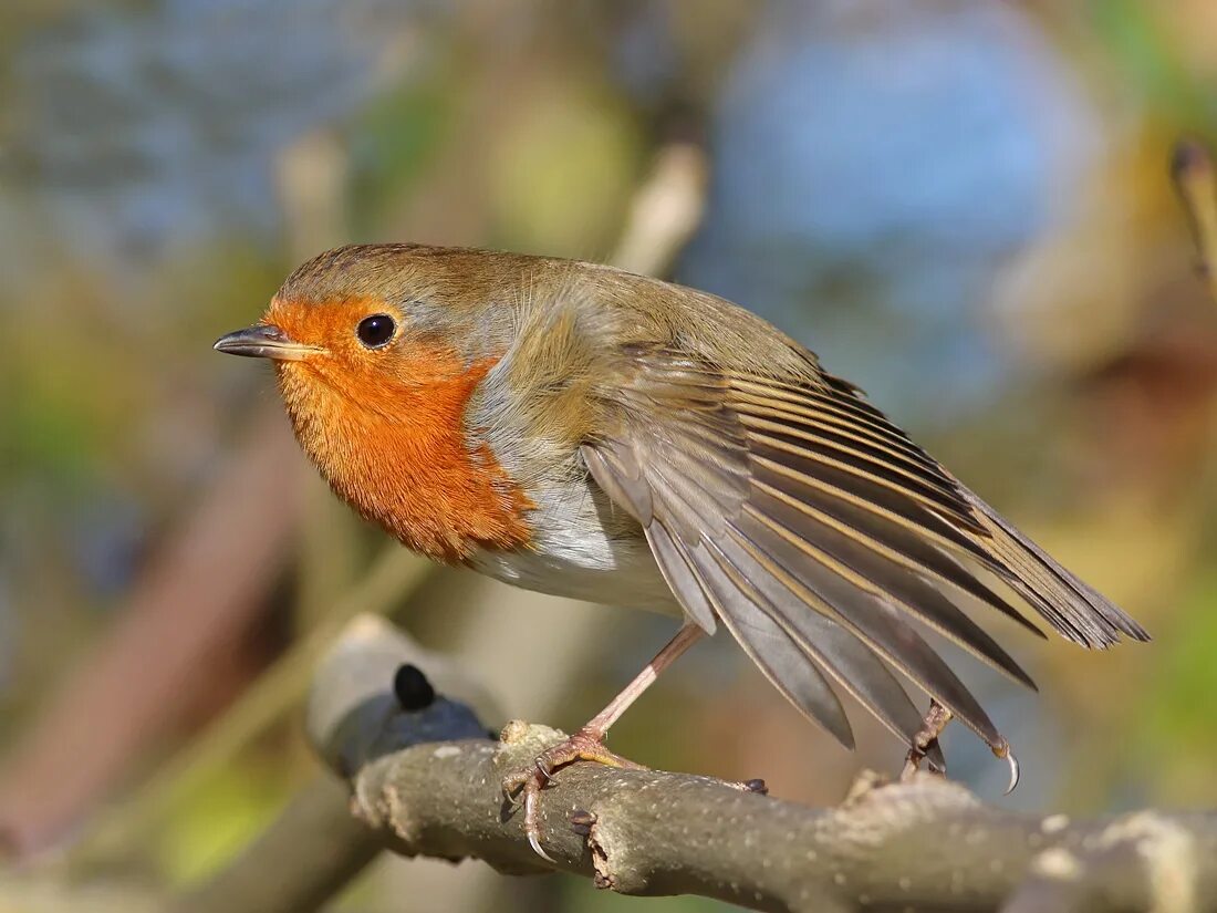 Пение зарянки слушать. Зарянка Малиновка мухолов. Erithacus rubecula. Зарянка Star Rail. Зарянка хвост.