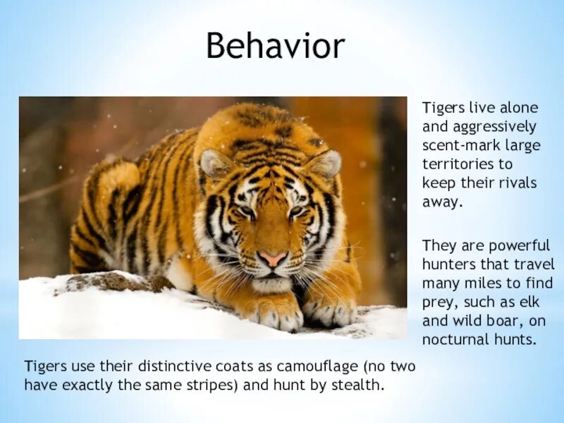 Тигр перевод на английский
