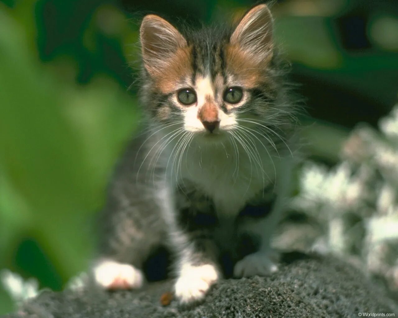 Киска мяу. Самые самые самые милые котики. Котики милые няшные фото. Привет jpg. Кашаки.